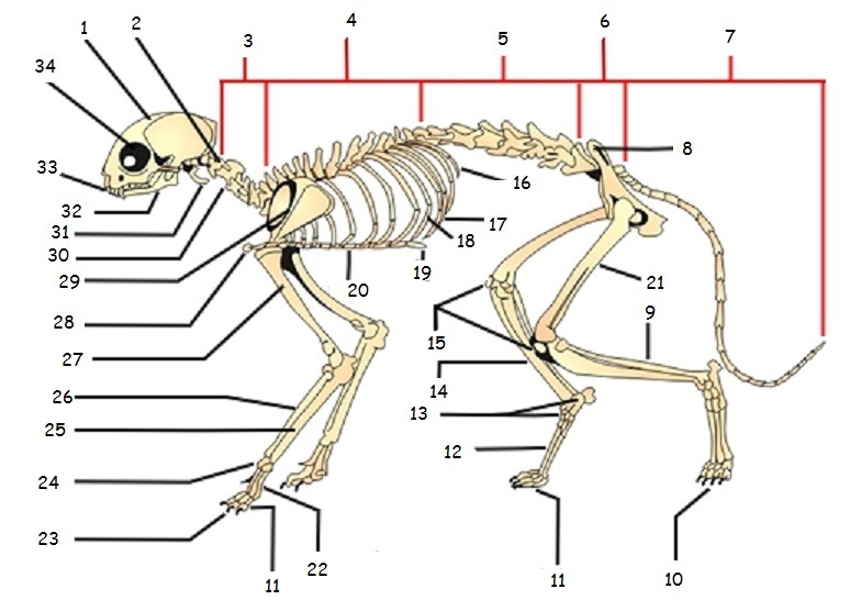 Diagram Of Cat - Anatomy Of A House Cat Cat Anatomy Kids Encyclopedia